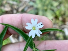 Pseudostellaria