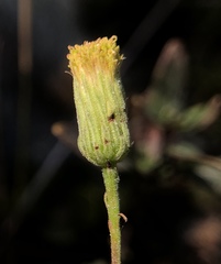 Erigeron reductus angustatus