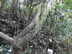 Gnetum luofuense