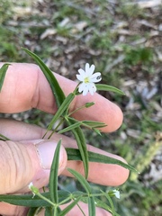 Pseudostellaria