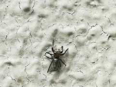 Salticinae