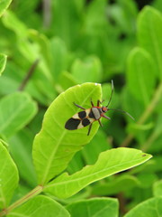Oncopeltus unifasciatellus