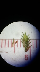 Cyperus granitophilus