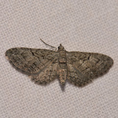 Eupithecia pusillata