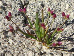 Plantago elongata