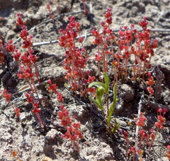 Crassula connata