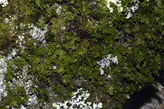 Hymenophyllum multifidum