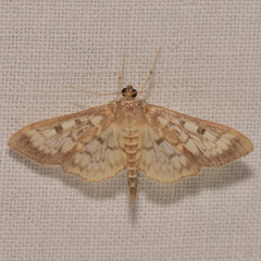Herpetogramma thestealis