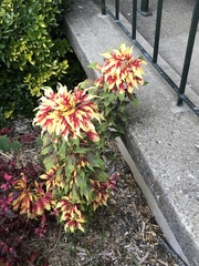 Amaranthus tricolor