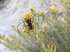 Crossidius coralinus