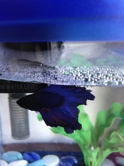Betta