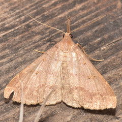 Renia flavipunctalis