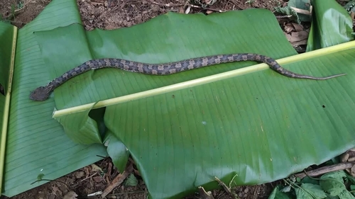 Tonkin Pit Viper