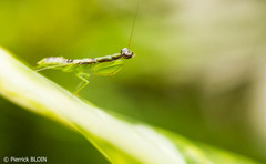 Odontomantis planiceps