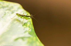 Odontomantis planiceps