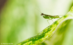 Odontomantis planiceps