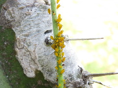 Aphis nerii