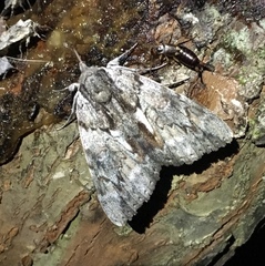 Catocala insolabilis