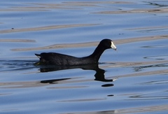 Fulica americana