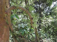 Gnetum luofuense