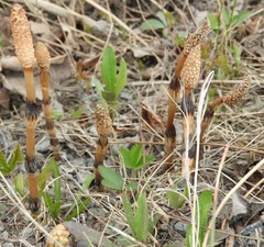 Equisetum arvense image