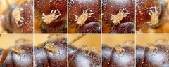 Ereynetes