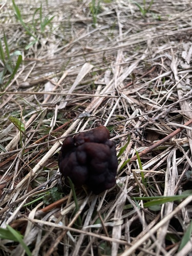 False Morel