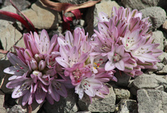 Allium cratericola