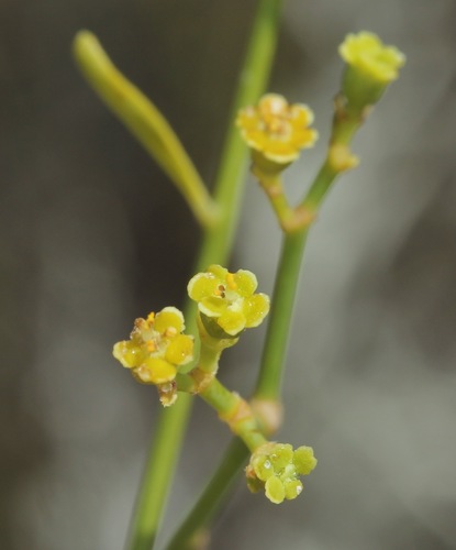 panhandle spurge (Euphorbia strictior)