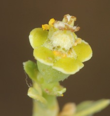Euphorbia strictior