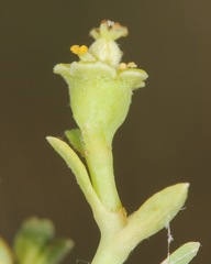 Euphorbia strictior