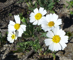 Layia pentachaeta albida