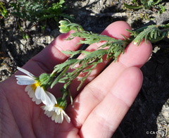 Layia pentachaeta albida