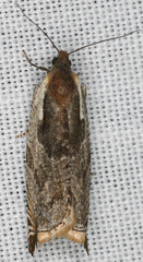 Ancylis simuloides