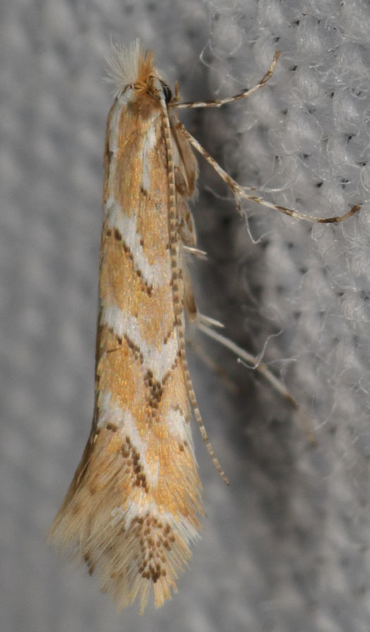 Cameraria lobatiella