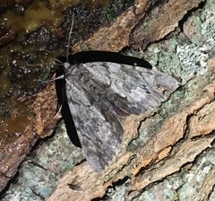 Catocala insolabilis