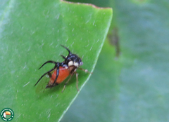 Cyphonia trifida