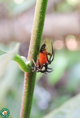 Cyphonia trifida