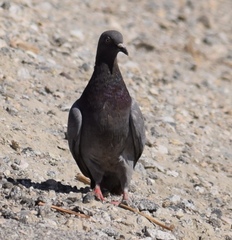 Columba livia