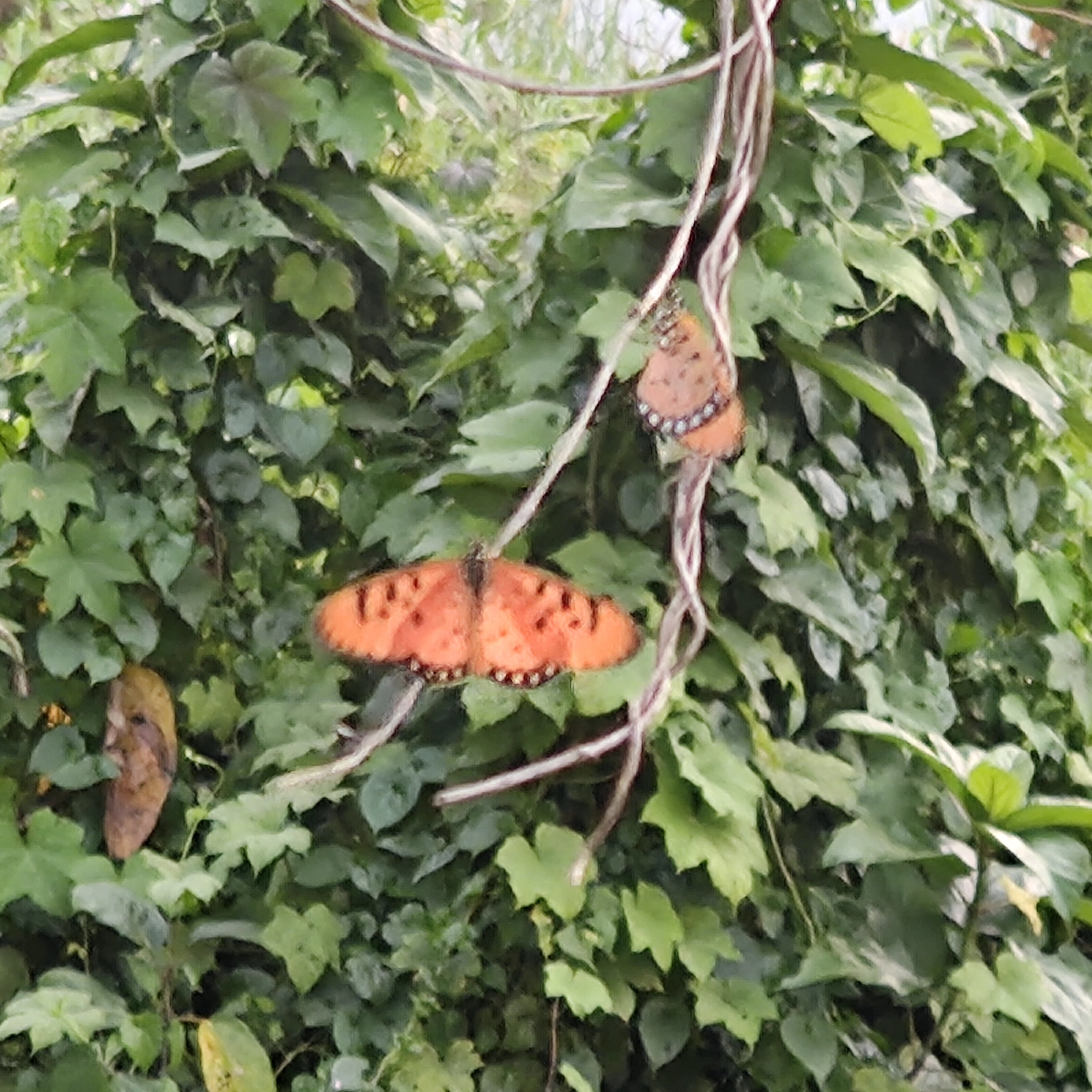 Tawny Coster