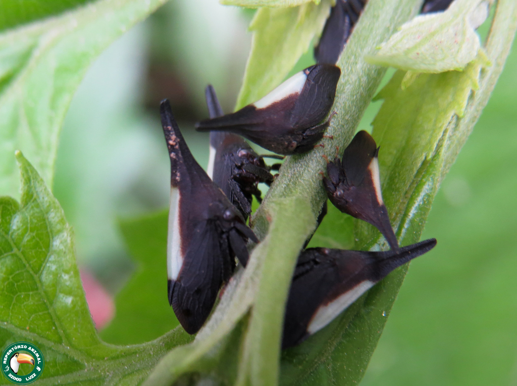 Enchenopa albidorsa