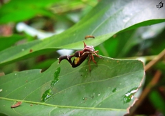 Heteronotus trinodosus