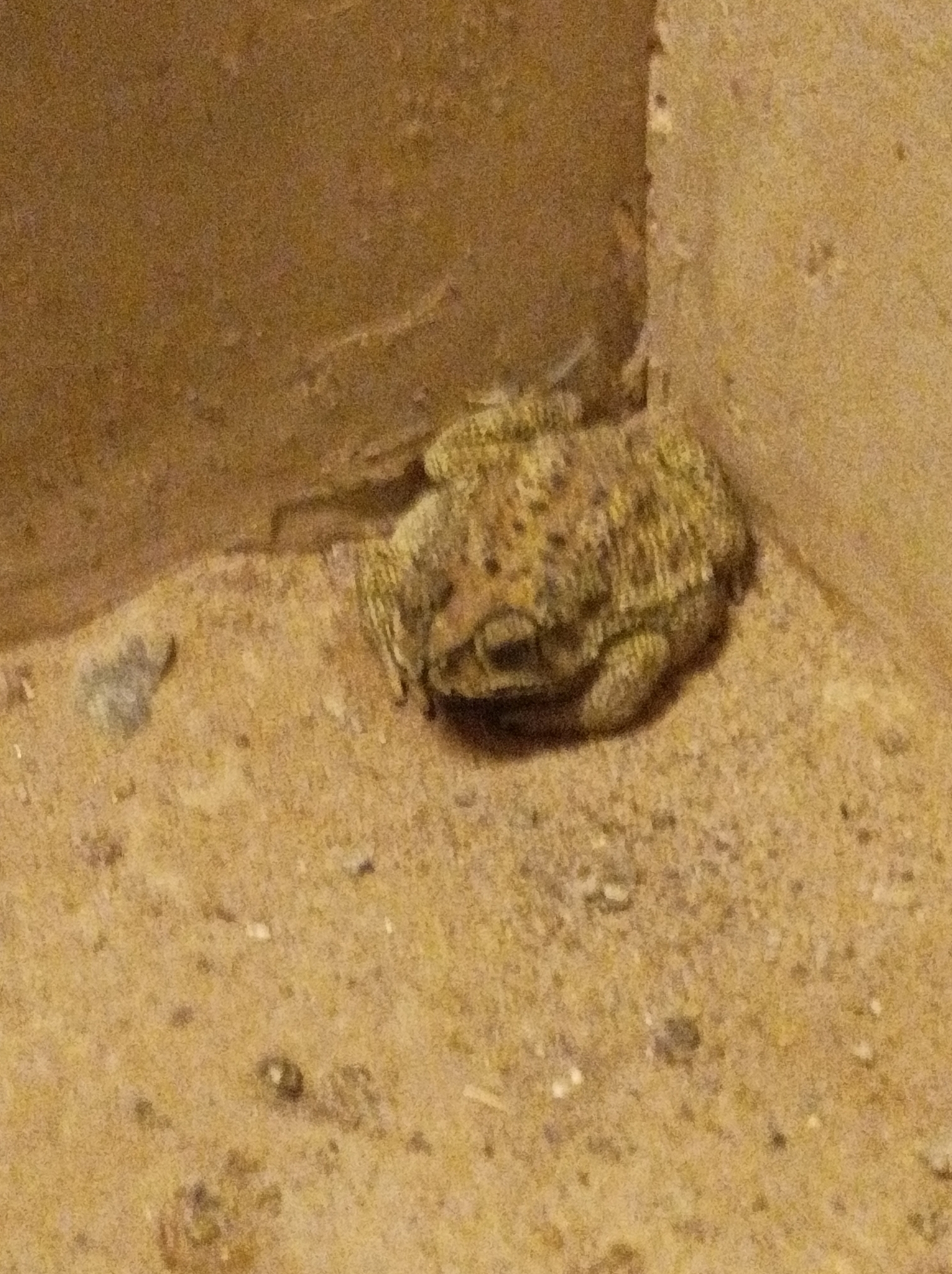 Indian Common True Toad