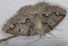 Sabulodes packardata