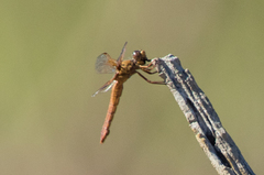 Libellula saturata