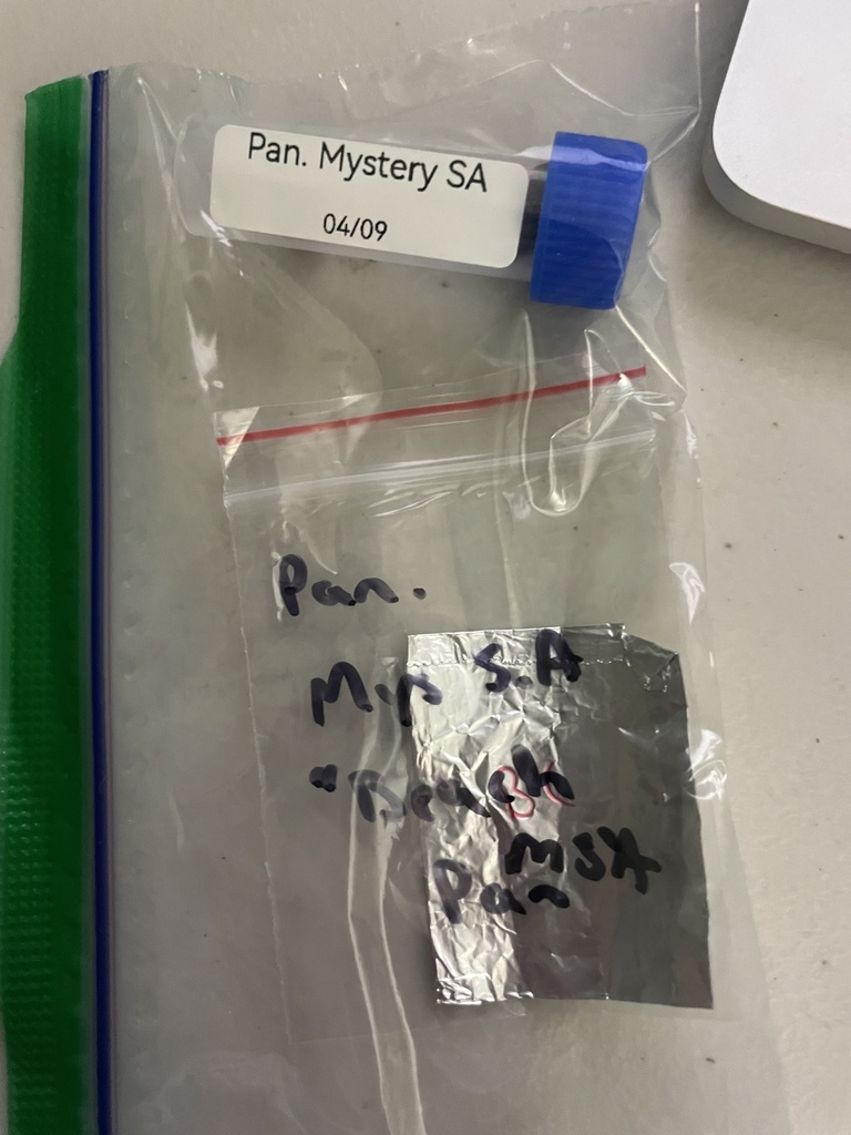 Panaeolus sp. 'SA02'
