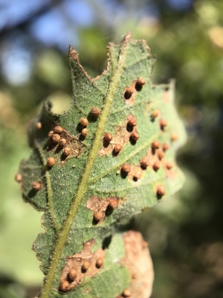 Jumping Gall Wasp