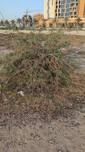 desert teak (Tecomella undulata)