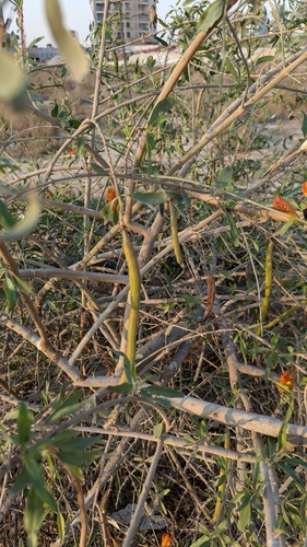 Tecomella undulata, photograph 2