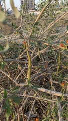 Tecomella undulata, photograph author not stated, no rights reserved
